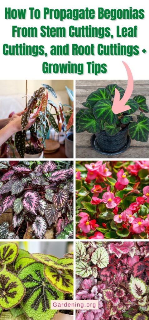 How To Propagate Begonias From Stem Cuttings, Leaf Cuttings, and Root Cuttings + Growing Tips pinterest image.