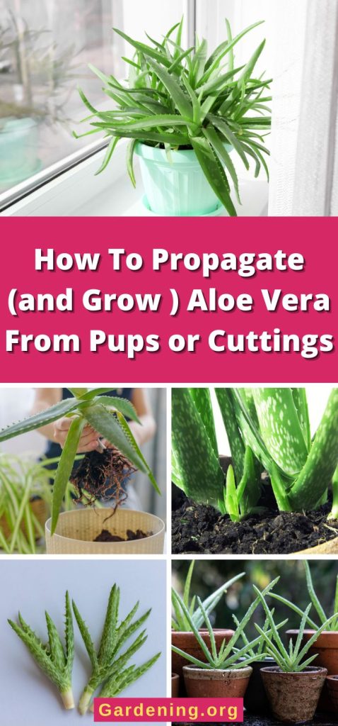 How To Propagate (and Grow ) Aloe Vera From Pups or Cuttings pinterest image.