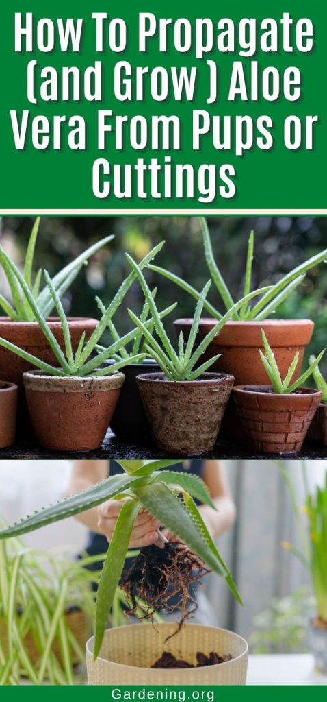 How To Propagate (and Grow ) Aloe Vera From Pups or Cuttings pinterest image.