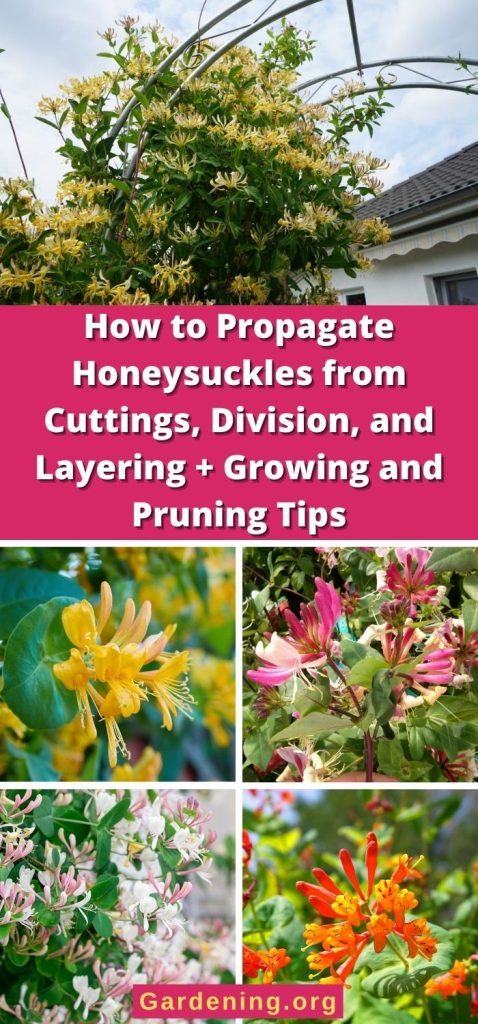 How to Propagate Honeysuckles from Cuttings, Division, and Layering + Growing and Pruning Tips pinterest image.