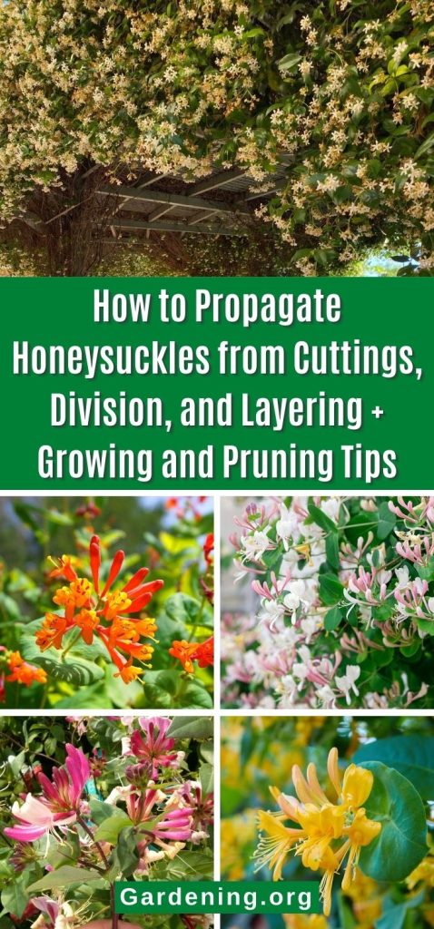 How to Propagate Honeysuckles from Cuttings, Division, and Layering + Growing and Pruning Tips pinterest image.