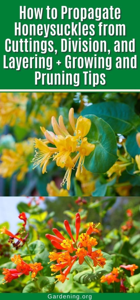 How to Propagate Honeysuckles from Cuttings, Division, and Layering + Growing and Pruning Tips pinterest image.