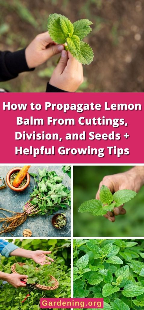How to Propagate Lemon Balm From Cuttings, Division, and Seeds + Helpful Growing Tips pinterest image.