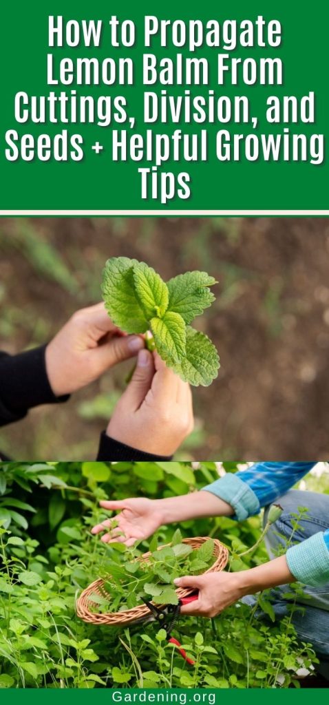 How to Propagate Lemon Balm From Cuttings, Division, and Seeds + Helpful Growing Tips pinterest image.
