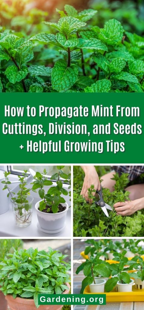 How to Propagate Mint From Cuttings, Division, and Seeds + Helpful Growing Tips pinterest image.