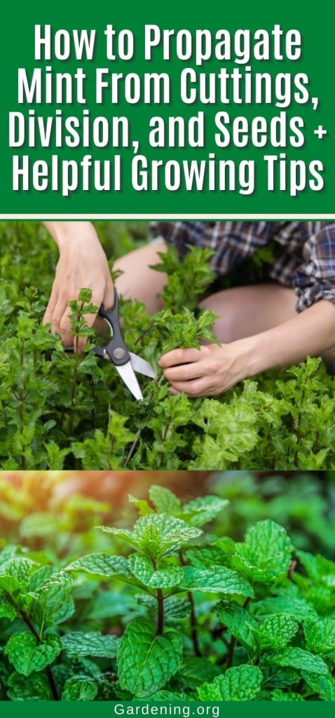 How to Propagate Mint From Cuttings, Division, and Seeds + Helpful Growing Tips pinterest image.