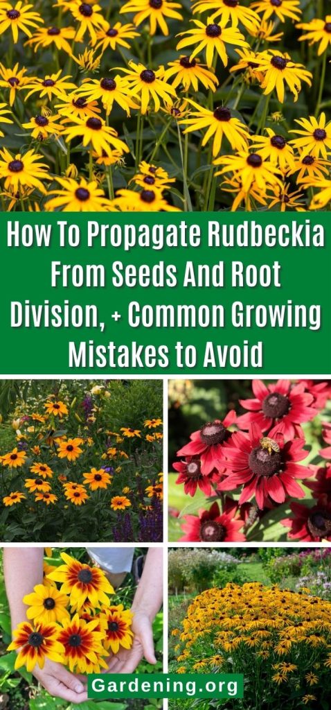 How To Propagate Rudbeckia From Seeds And Root Division, + Common Growing Mistakes to Avoid pinterest image.