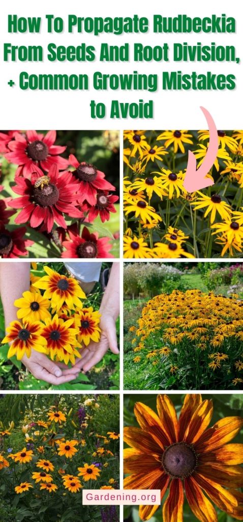 How To Propagate Rudbeckia From Seeds And Root Division, + Common Growing Mistakes to Avoid pinterest image.