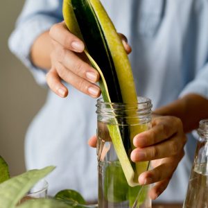 A gardener propagating a snake plant leaf in a container with water.