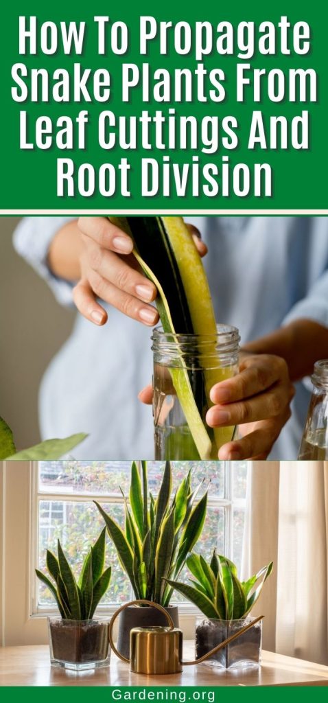 How To Propagate Snake Plants From Leaf Cuttings And Root Division pinterest image.