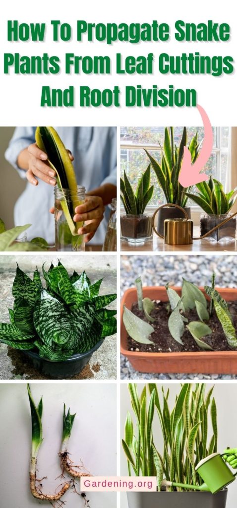 How To Propagate Snake Plants From Leaf Cuttings And Root Division pinterest image.