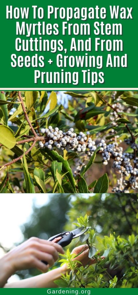 How To Propagate Wax Myrtles From Stem Cuttings, And From Seeds + Growing And Pruning Tips pinterest image.