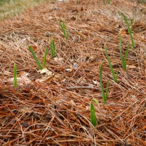 Garlic plant sprouts growing through pine needle mulch.