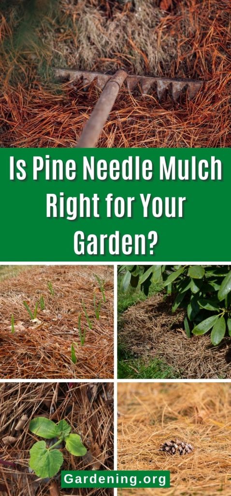 Is Pine Needle Mulch Right for Your Garden? pinterest image.