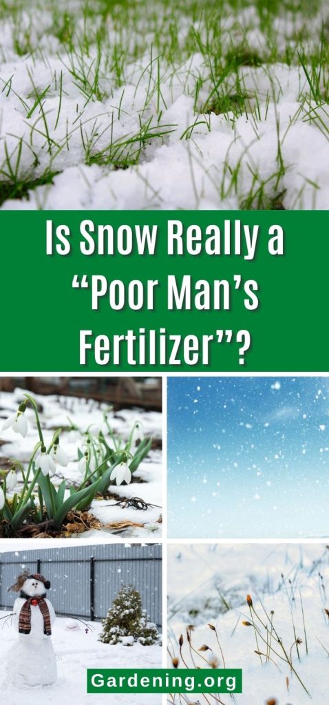 Is Snow Really a “Poor Man’s Fertilizer”? pinterest image.