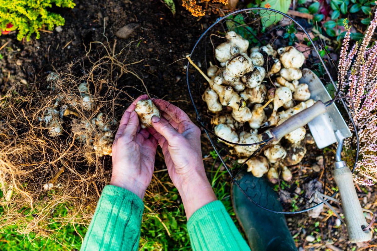 A gardener harvests Jerusalem artichokes from a shaded garden