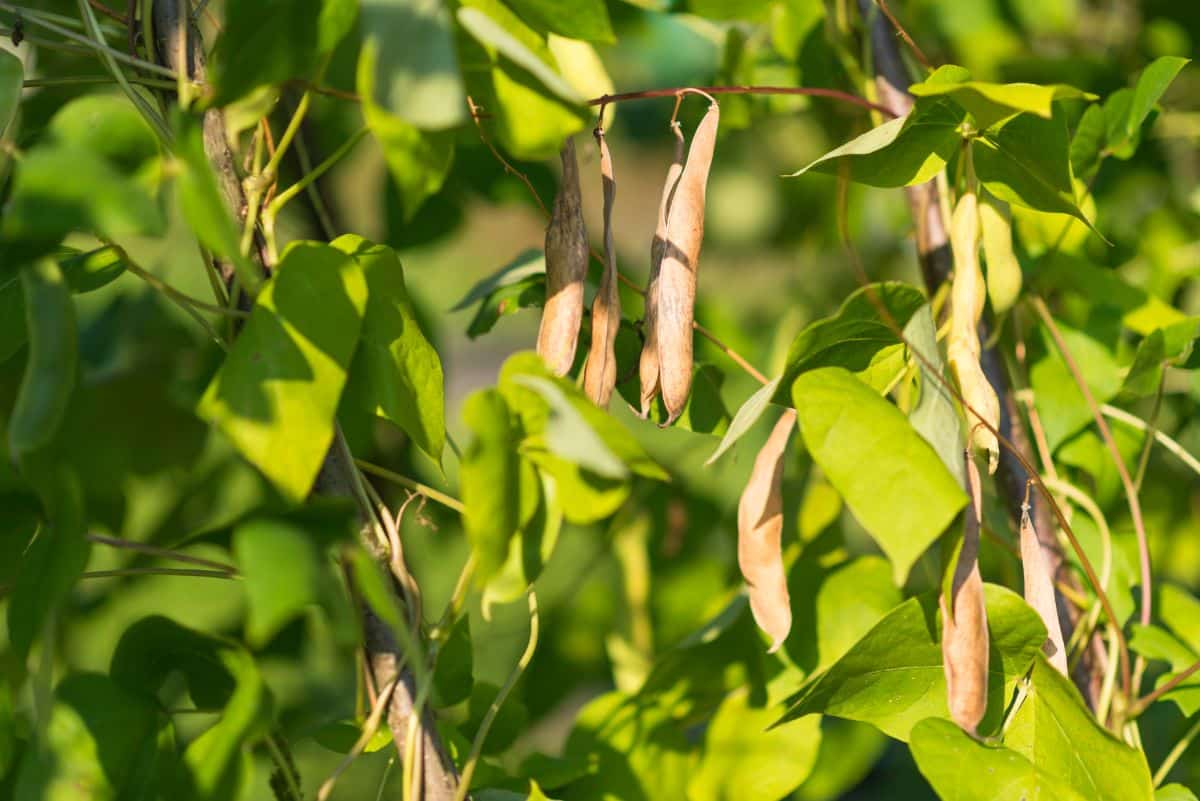 Pods of drying beans hanging on a bean plant