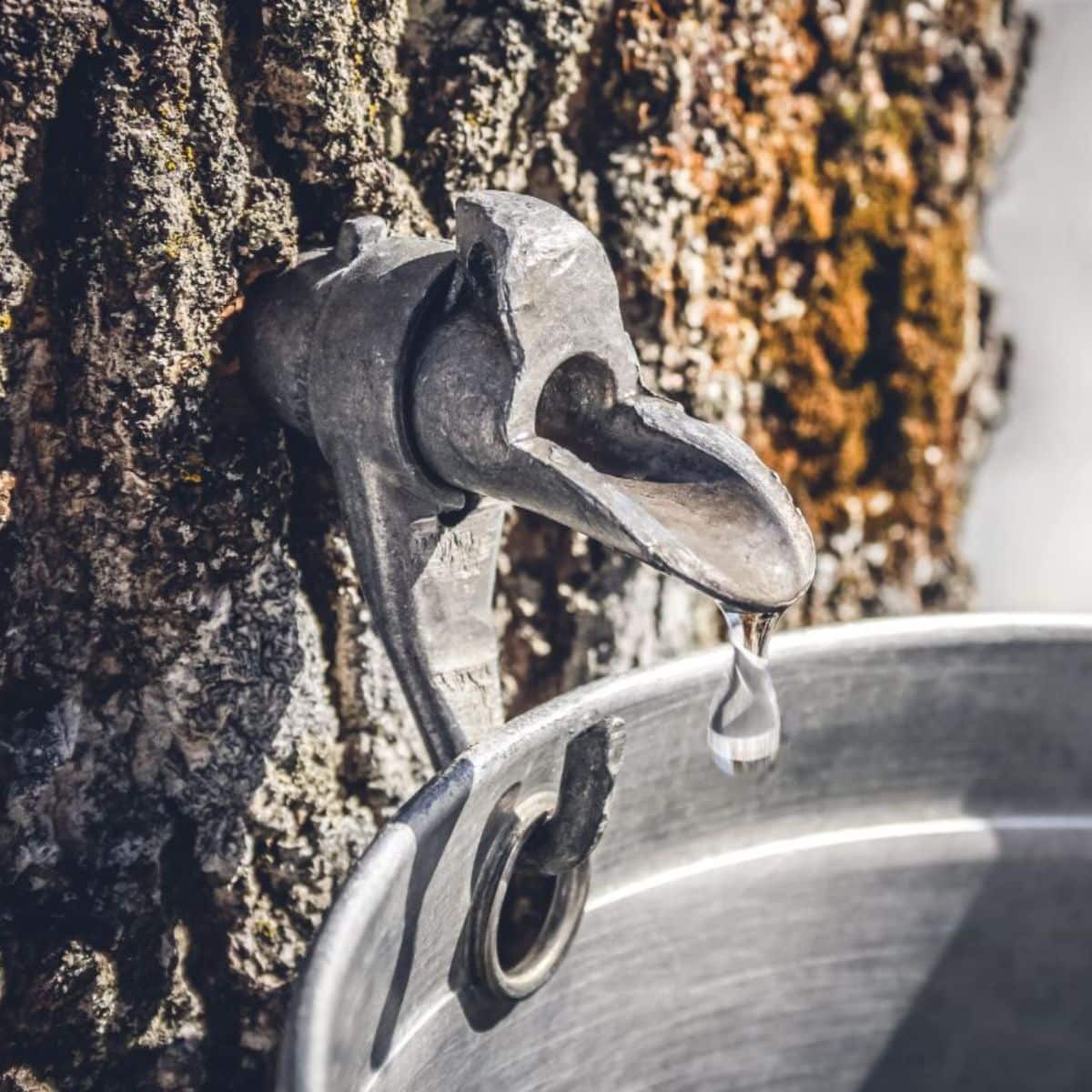 Droplet of maple sap dripping from a tap into a pail to produce maple syrup.