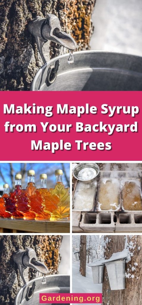 Making Maple Syrup from Your Backyard Maple Trees pinterest image.