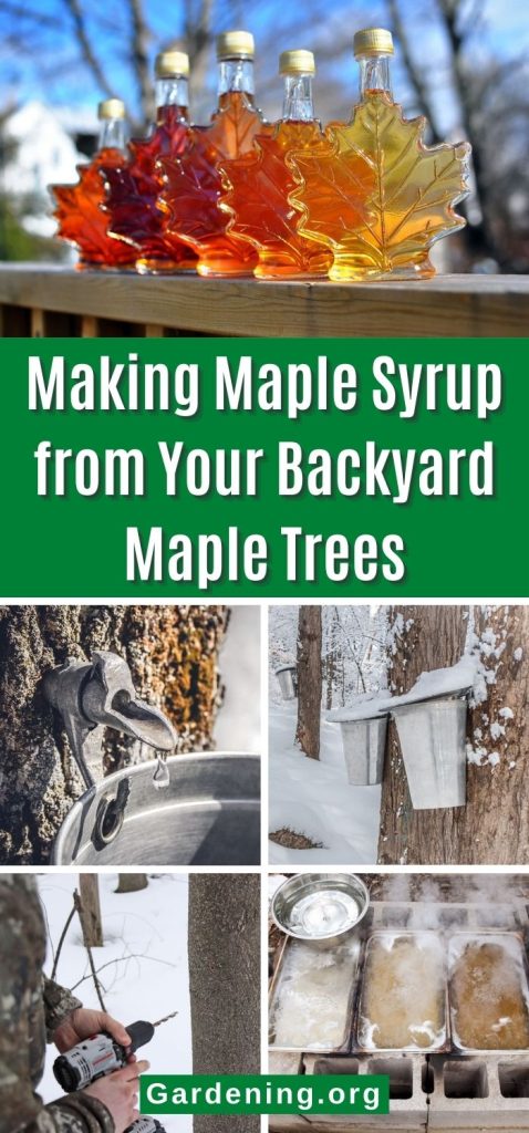 Making Maple Syrup from Your Backyard Maple Trees pinterest image.