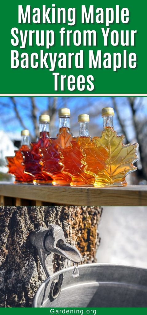 Making Maple Syrup from Your Backyard Maple Trees pinterest image.