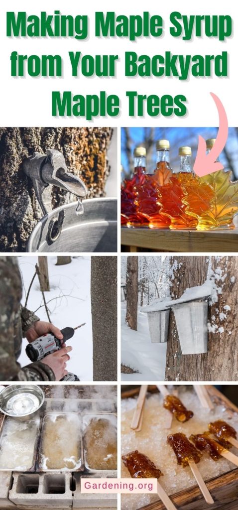 Making Maple Syrup from Your Backyard Maple Trees pinterest image.