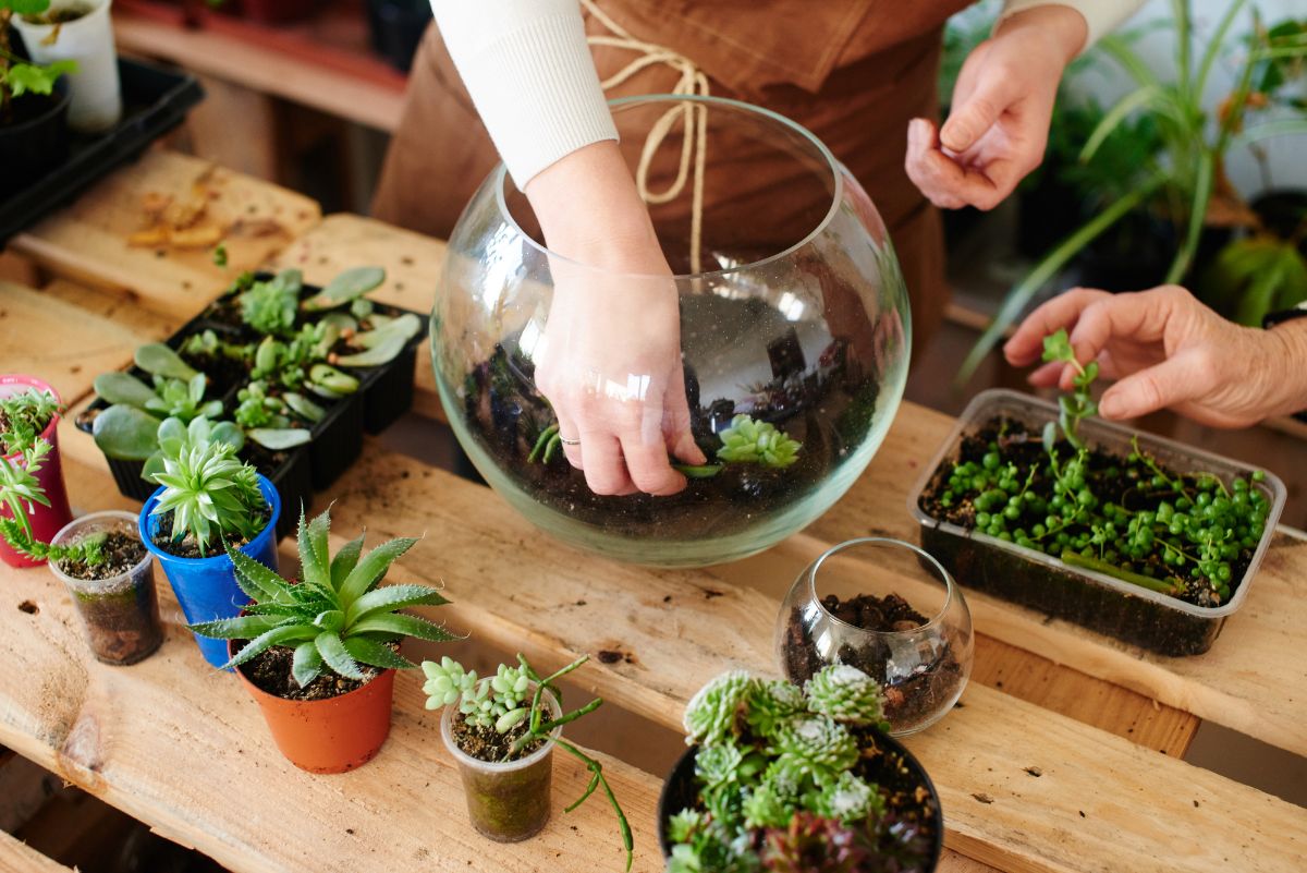 People creating terrariums with tiny plants