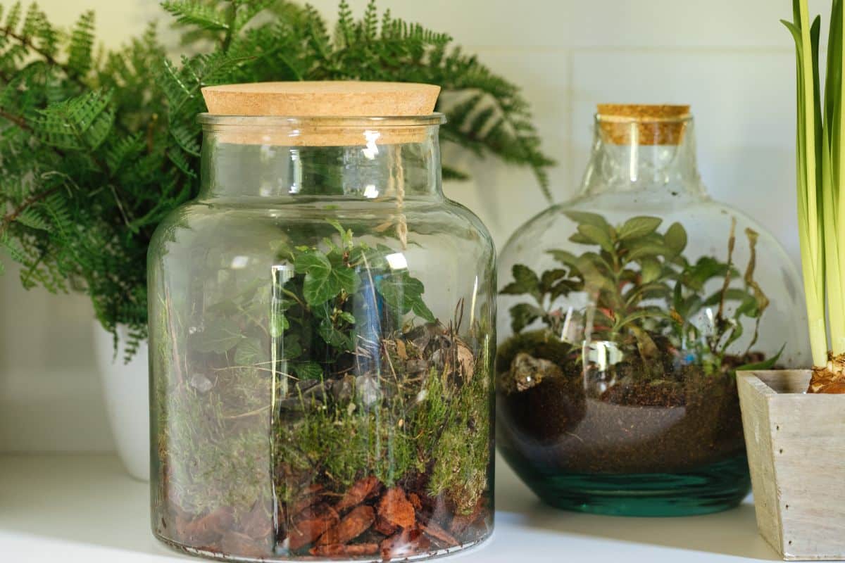 Two bottled terrariums on a shelf