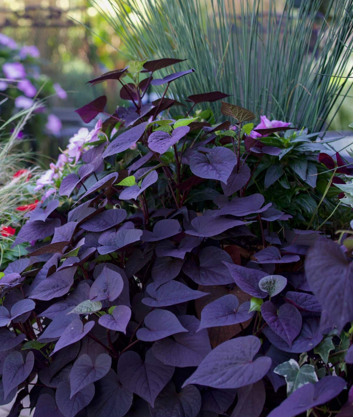 Plants with almost black foliage