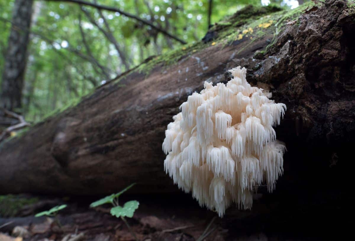 A mushroom grows from an old log