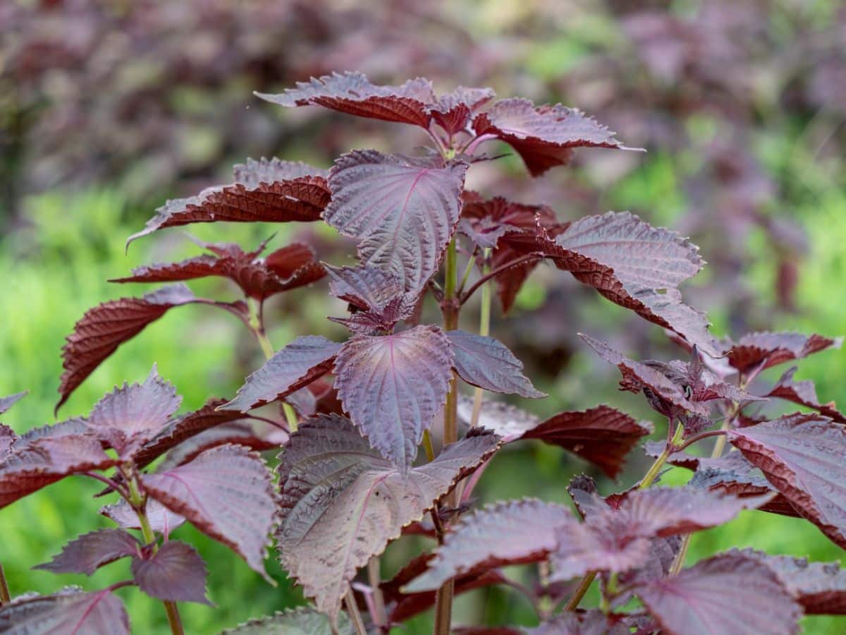 Purple basil up close