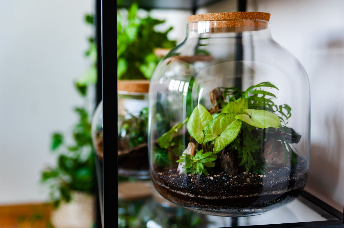 Large corked glass jar terrariums on a shelf