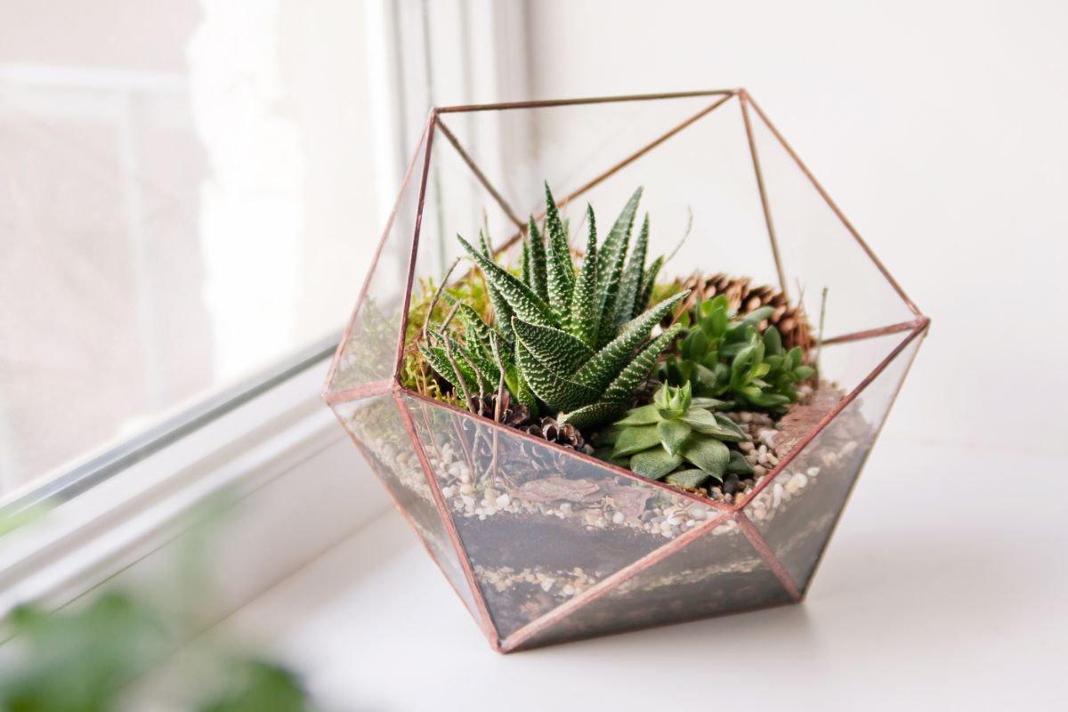 An open terrarium planted with succulents