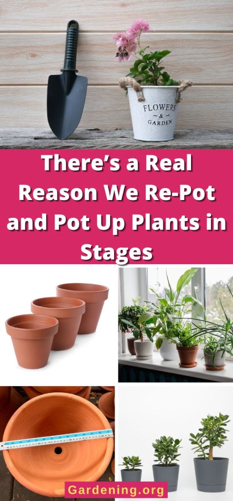 There’s a Real Reason We Re-Pot and Pot Up Plants in Stages pinterest image.