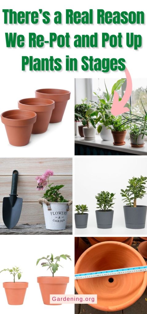 There’s a Real Reason We Re-Pot and Pot Up Plants in Stages pinterest image.