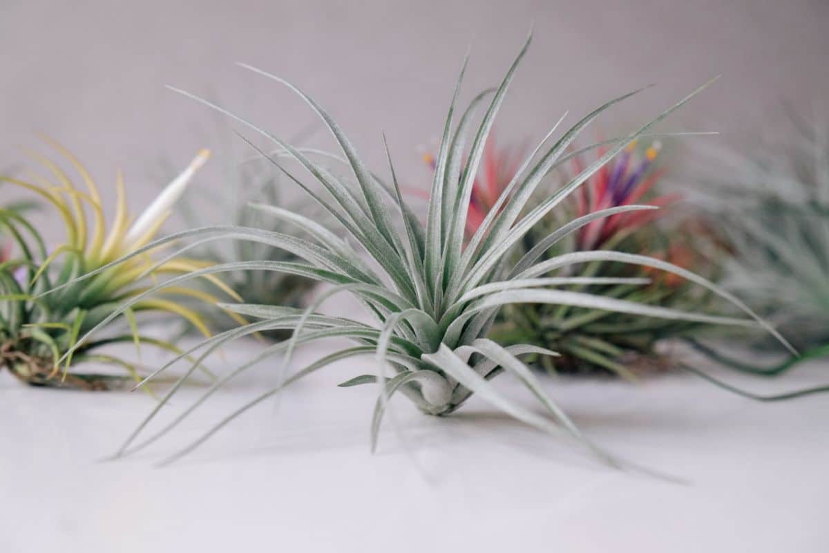 Air plants sit lines up on a table