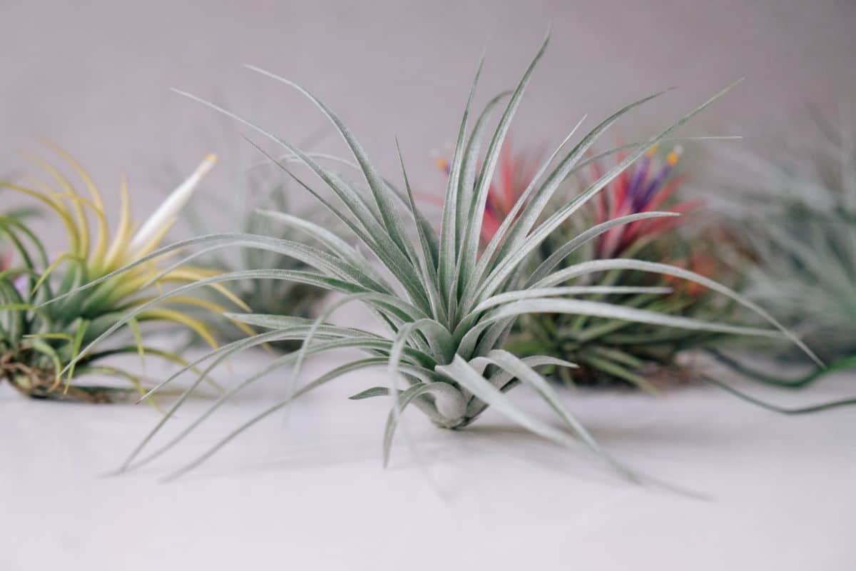 Buy 12in Frosted Tillandsia Spray