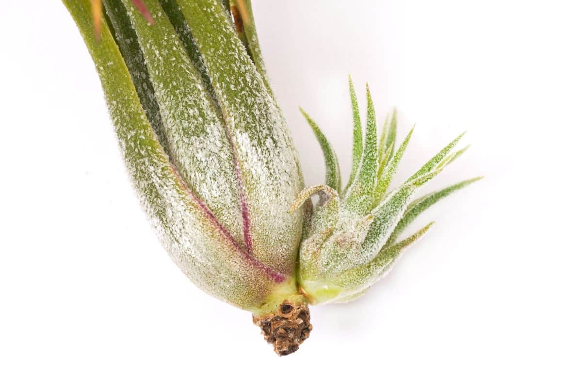 A silvery, fuzzy-looking air plant