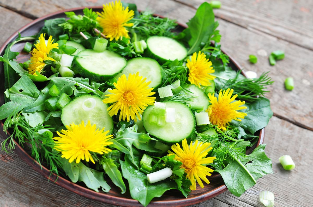 A fresh salad with foraged weeds and dandelions