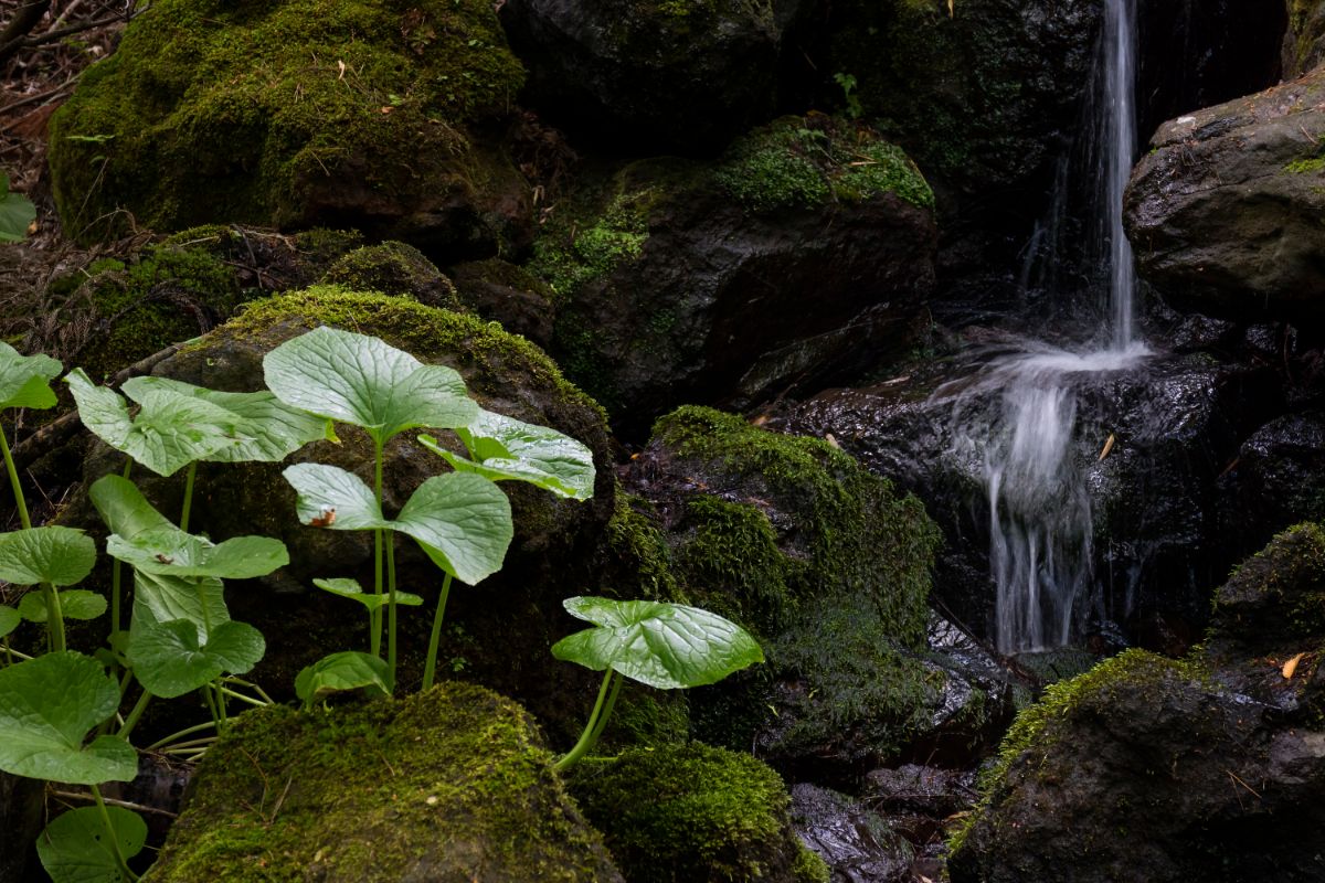 Food crops grow on wet, wooded lots