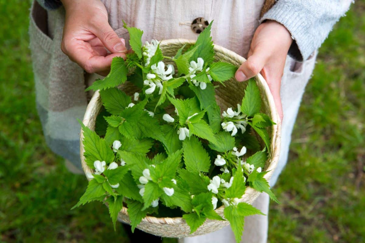 A person with a basket of foraged edible weeds
