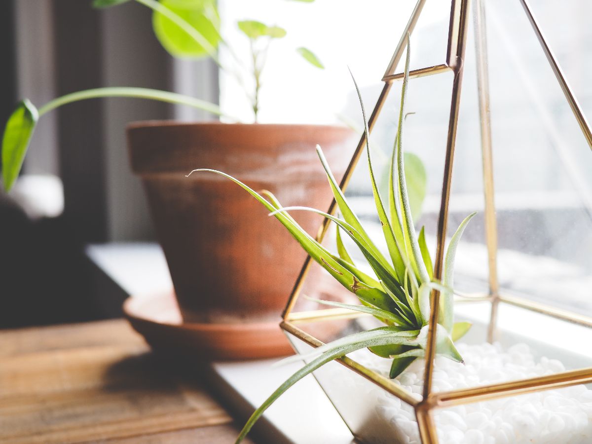 A small airplant in a glass case