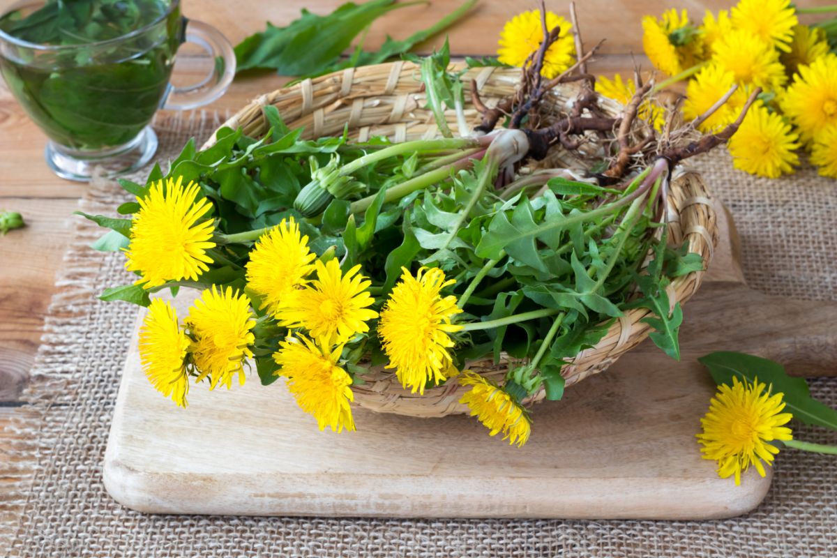 Dandelions harvested for culinary use