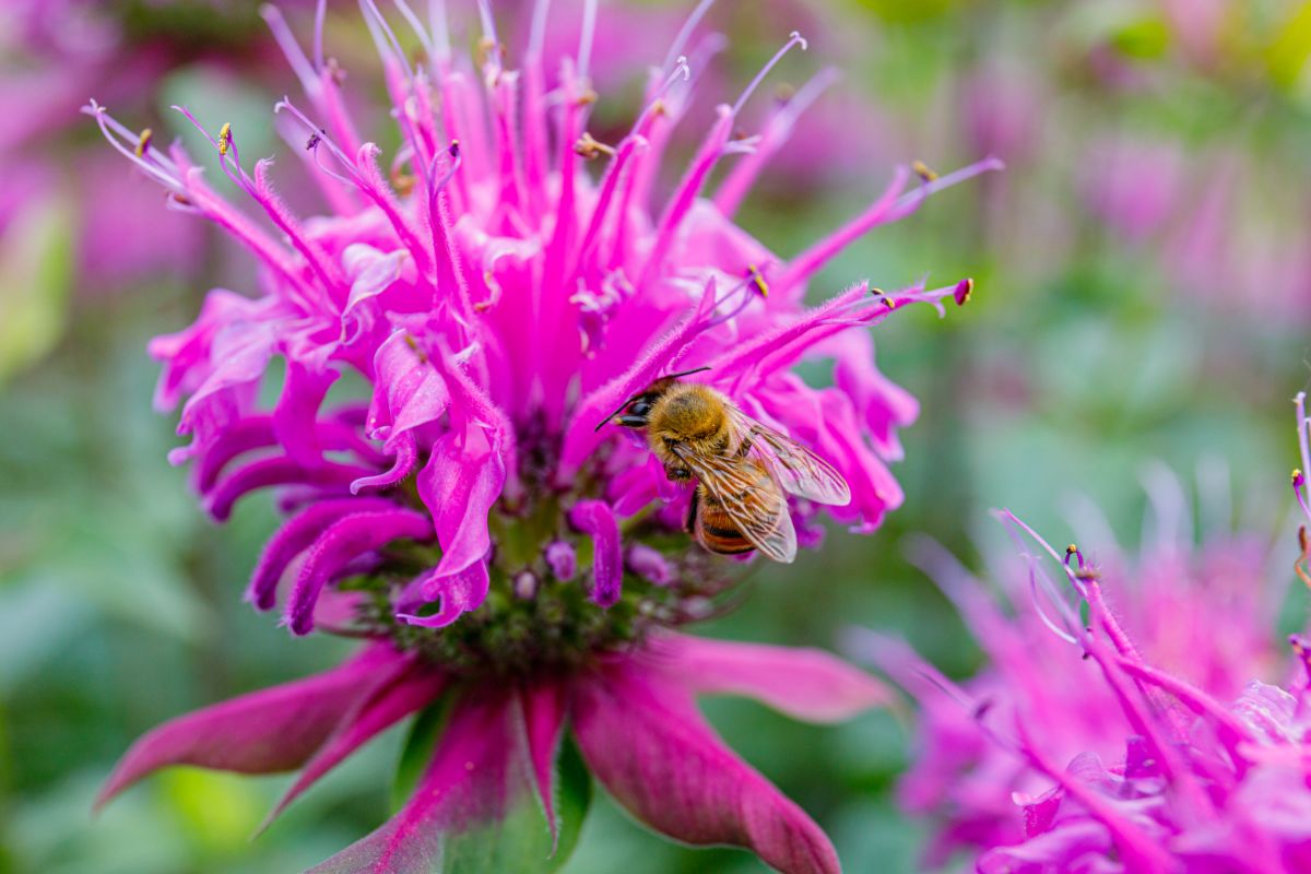 A honey bee visits a bee balm flower