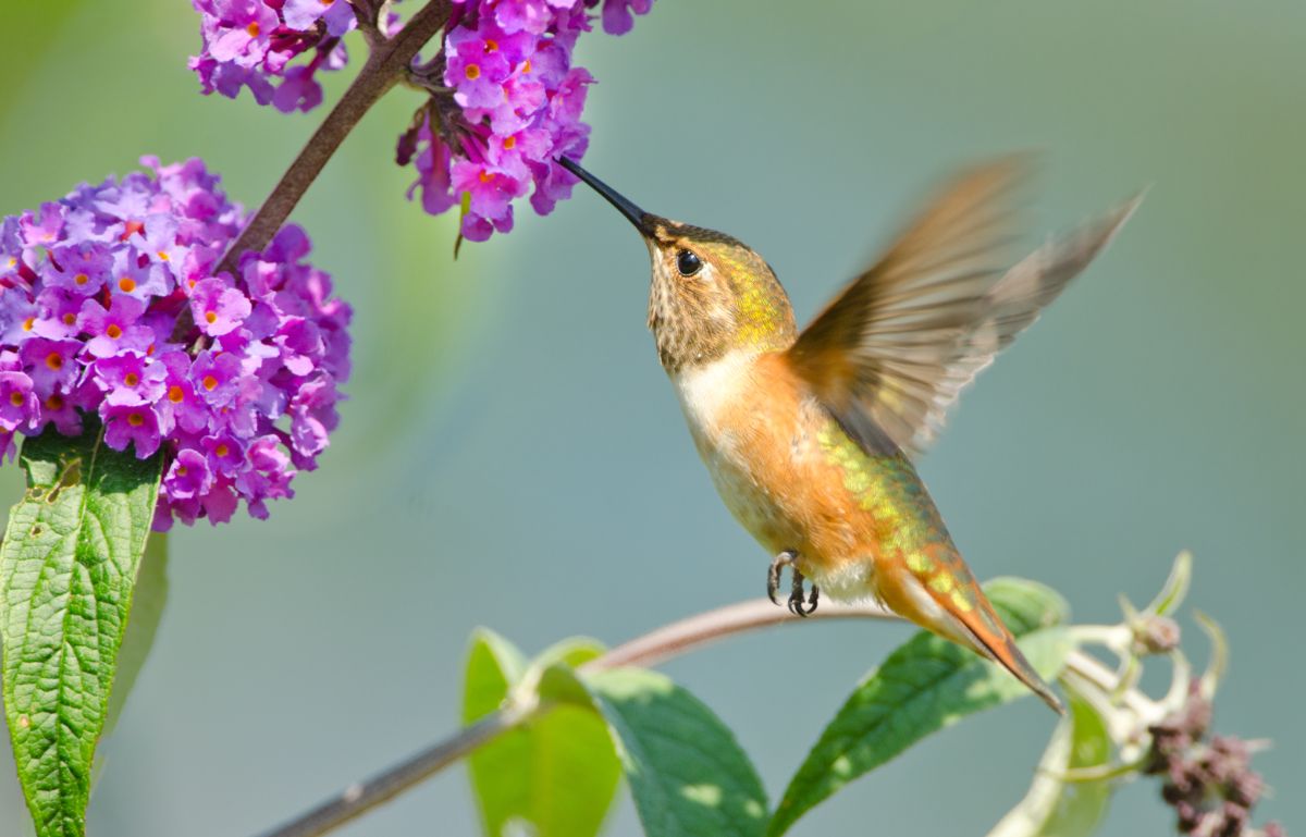 A hummingbird feeds on a butterfly bush flower