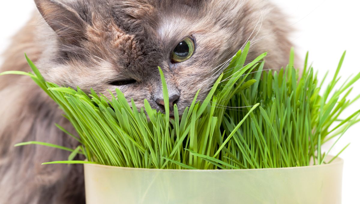 A kitty eyes grass grown just for her