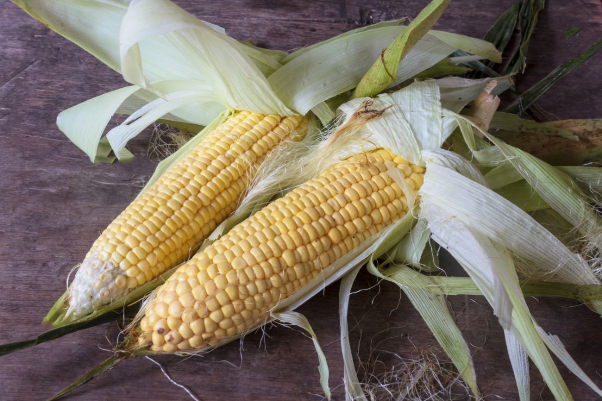 Two ears of homegrown corn with the husks pulled back
