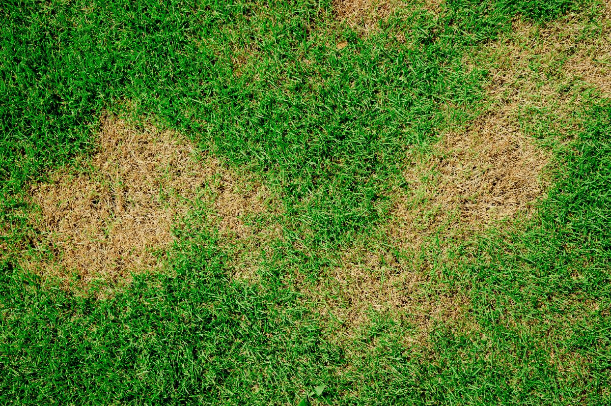 Brown dead patches of grass on a lawn