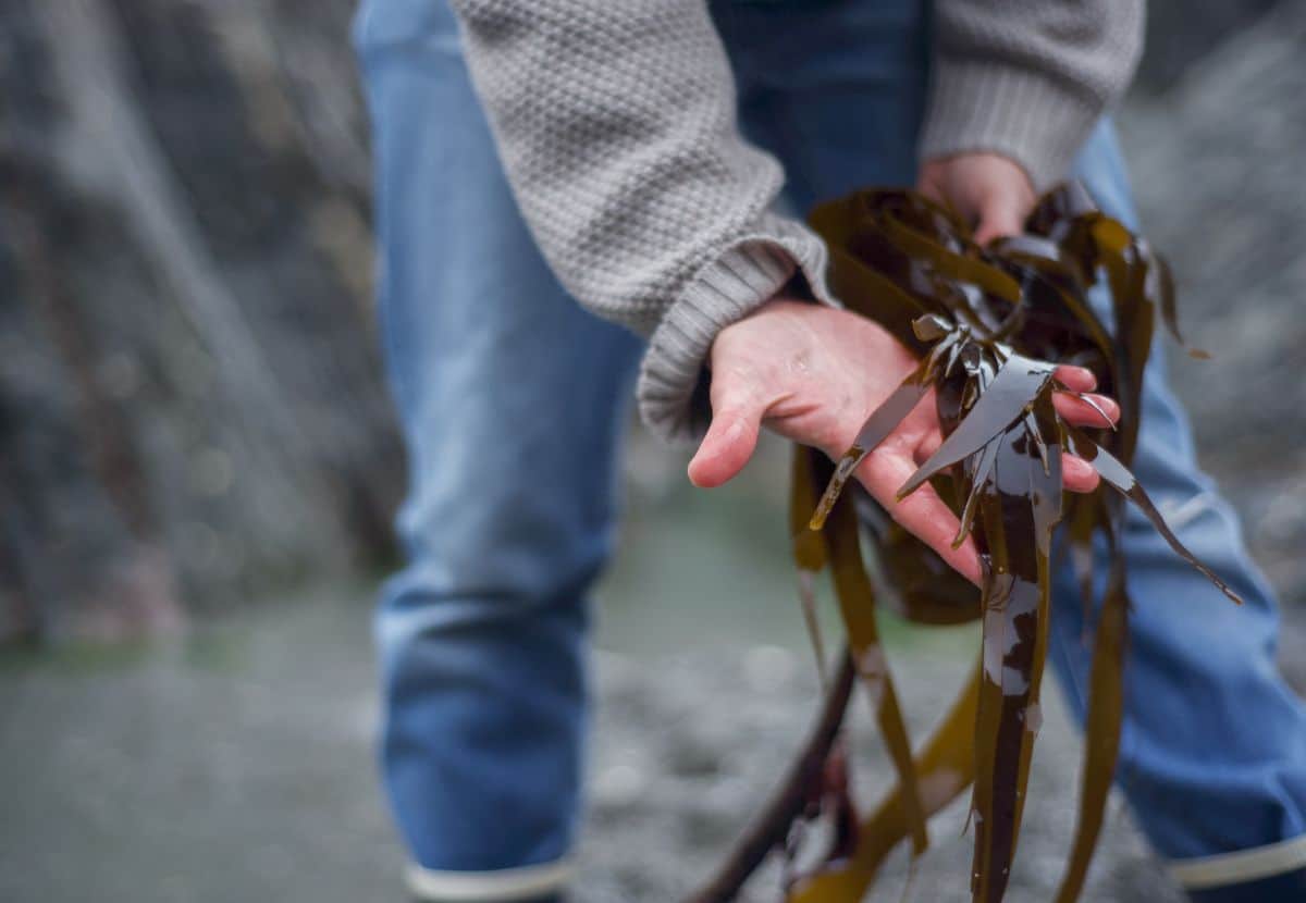 A person collects free seaweed for the garden