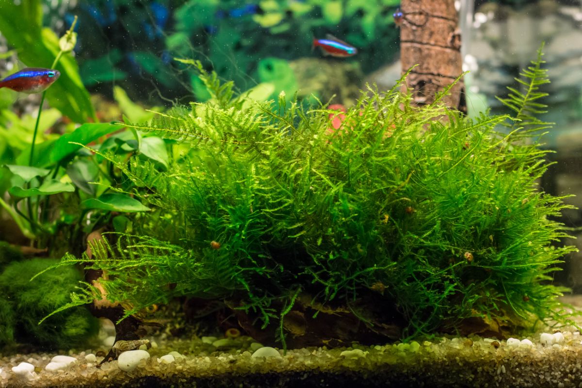 Java moss in an aquarium